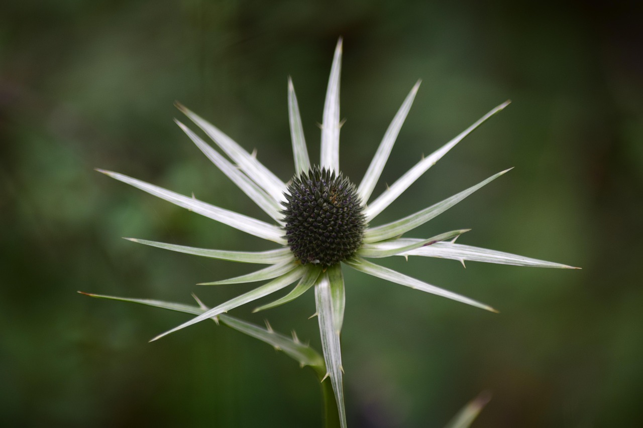 eryngo-bloem-plantaardige-zee-gratis-foto-op-pixabay-pixabay