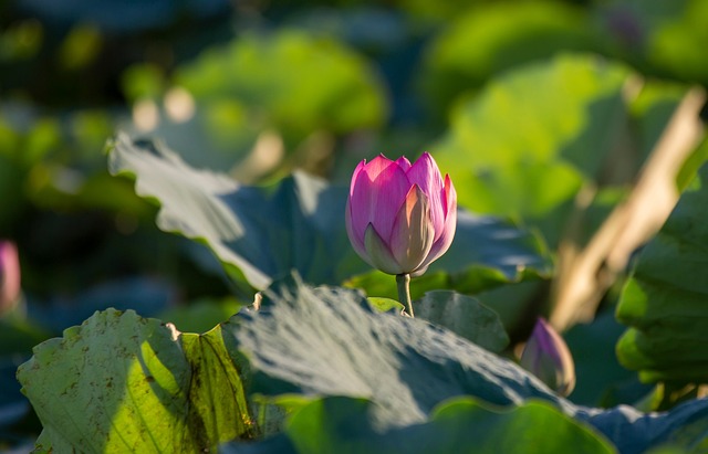 Loto, Flor, Flor De Loto, Flor Rosa