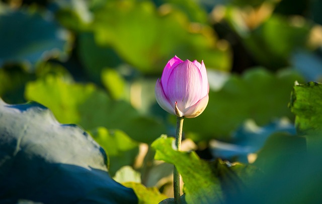 Loto, Flor, Hermosas Flores