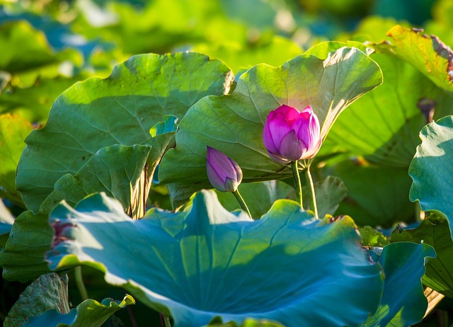 Loto, Flor, Flor De Loto, Flor Rosa