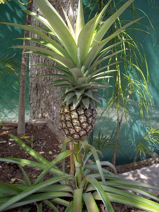 Piña Planta Tropical - Foto gratis en Pixabay - Pixabay