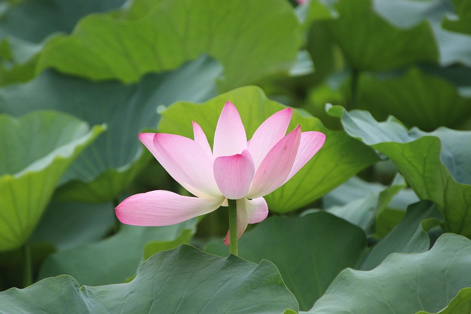 Lotus Fleur De - Photo gratuite sur Pixabay - Pixabay