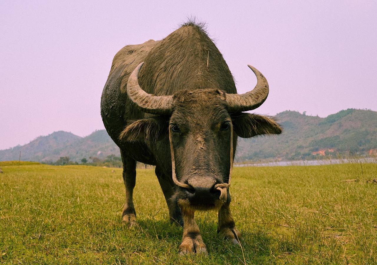 Buffalo - free online jigsaw puzzle photo