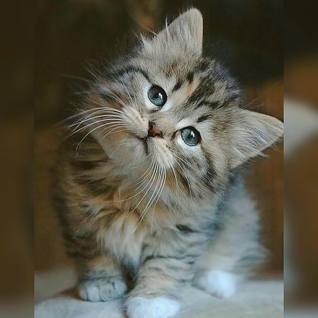 Free Cat Cat Cute photo and picture