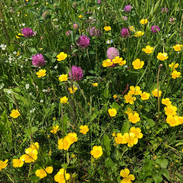 Free Flower Meadow Clover photo and picture