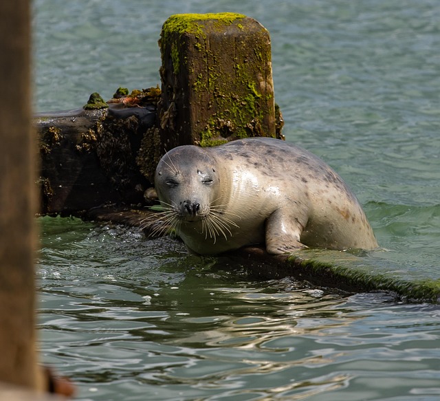 Free Harbor Seal Coast photo and picture