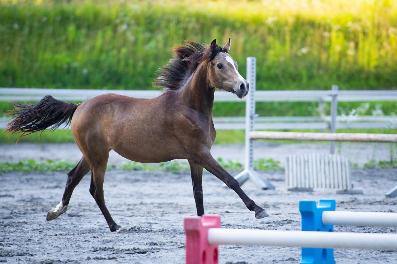 Horse - free online jigsaw puzzle photo