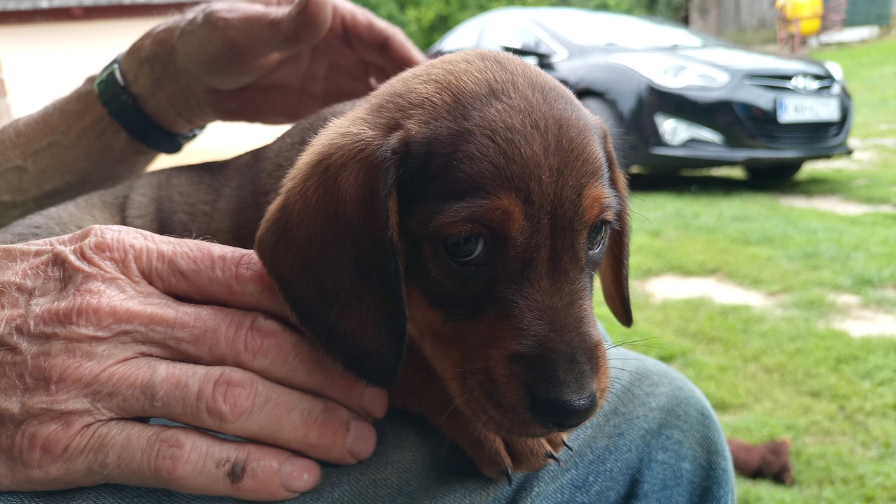Dog Dachshund Free Photo On Pixabay Pixabay