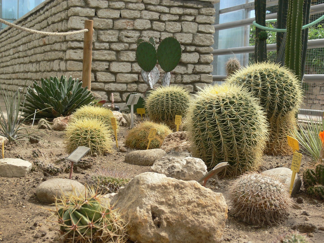 Cacti Cactuses Cactus Botanic Free photo on Pixabay Pixabay