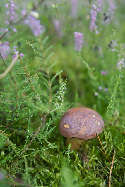 Wald, Pilz, Natur, Heidekraut, Pflanzen
