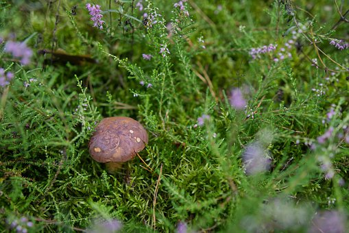 Wiese, Pilz, Heidekraut, Natur, Wald