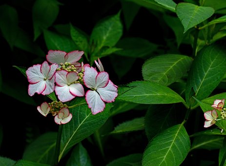 Hydrangea Macrophylla, Hortensia, Jardín