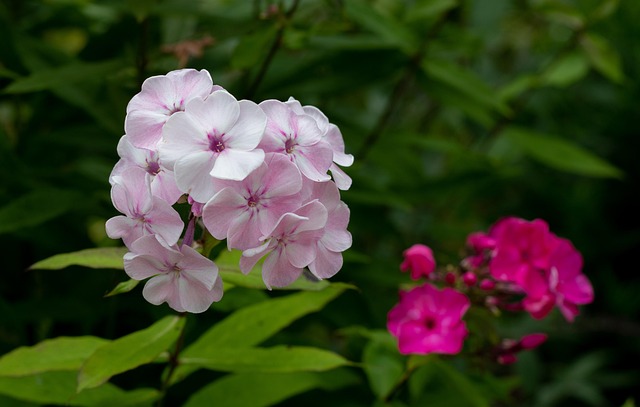 Hydrangea Macrophylla, Blomst Tapet