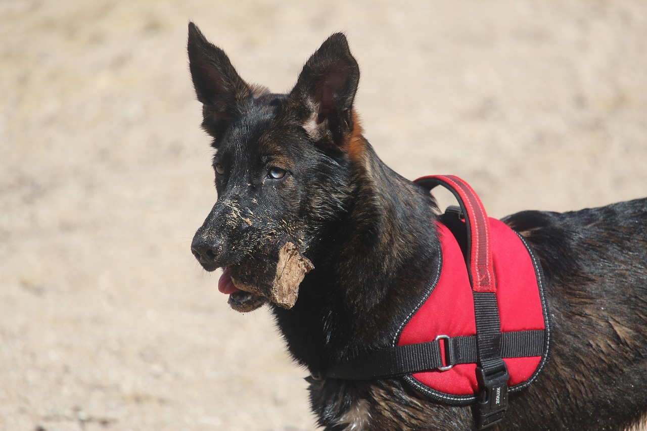 犬 ペット 動物 - Pixabayの無料写真 - Pixabay
