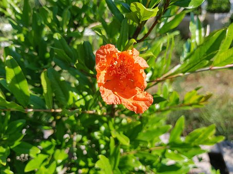 Granatæbleblomst, Grenadier, Granat