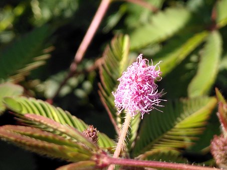 Følsom, Mimosa Pudica, Blomst