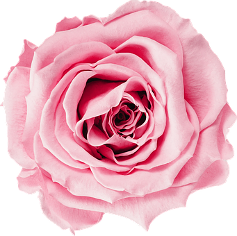 Free Flower Rose illustration and picture