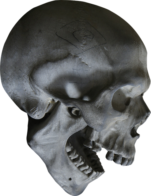 Free Skull Skeleton illustration and picture