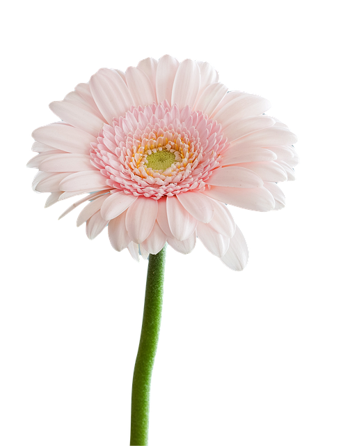Free Flower Bloom illustration and picture