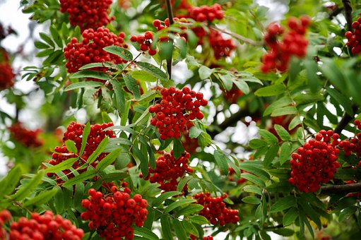 Free Rowan Berries photo and picture
