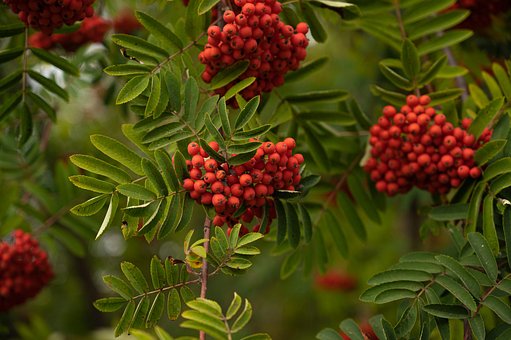 Free Rowan Berries photo and picture