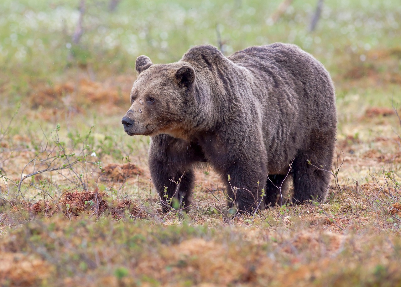 Brown Bear Animal Free Photo On Pixabay
