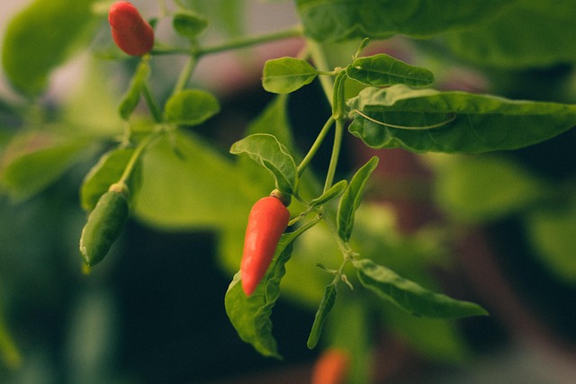 Chilli, Pepř, Koření, Rostlin, Jídlo