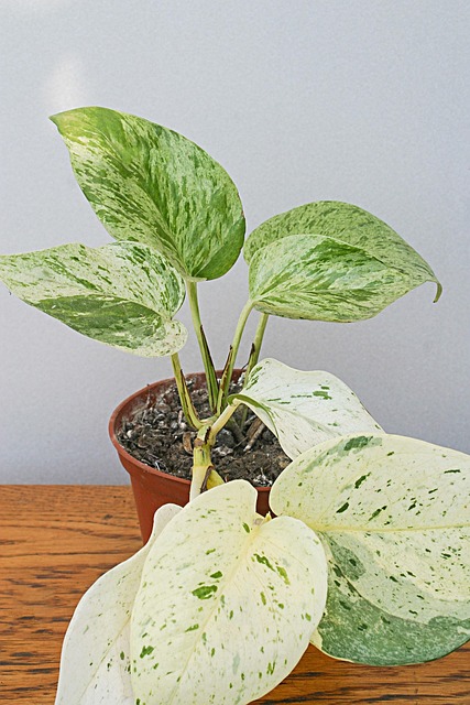 Free Epipremnum Scindapsus photo and picture
