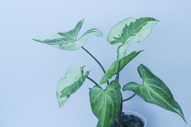 Free Syngonium Araceae photo and picture