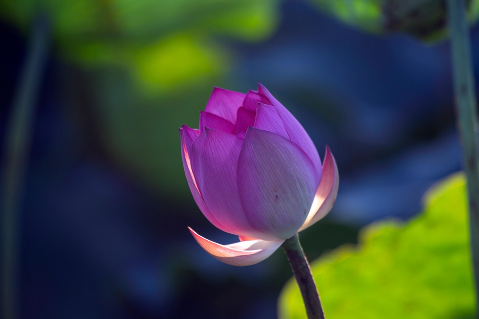 Flower Lotus Bloom Free photo on Pixabay Pixabay