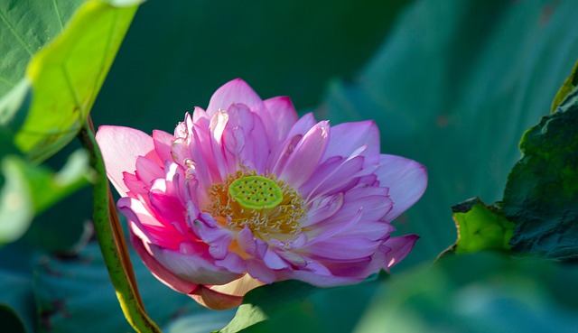 Flor, Loto, Hermosas Flores