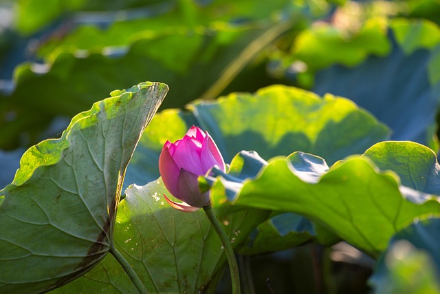 Flor, Fondo De La Flor, Loto, Bloom
