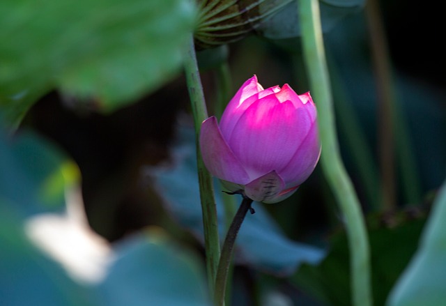 Flor, Loto, Bloom, Florecer
