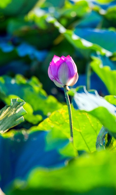 Flor, Loto, Hermosas Flores