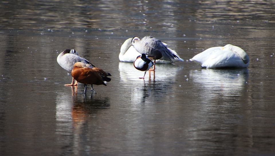 Birds ornithology habitat free photo on pixabay