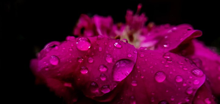 Free Rose Flower photo and picture
