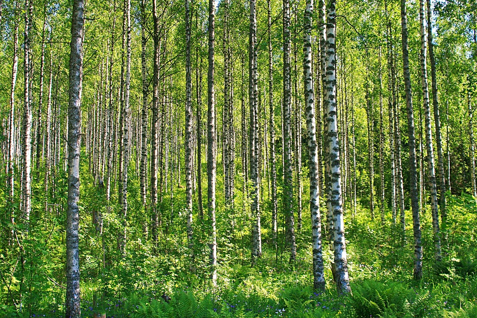 Bétulas Arvores Floresta - Foto gratuita no Pixabay - Pixabay