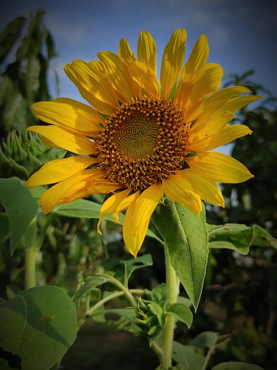 Sunflower Flower Plant Yellow - Free photo on Pixabay - Pixabay