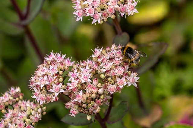 Free Nature Insects photo and picture