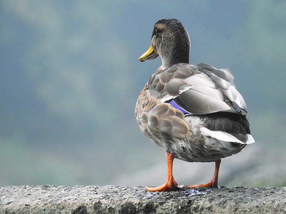 P jaro Pato Ornitolog a Foto Gratis En Pixabay P jaro Pato Ornitolog a Foto Gratis En Pixabay