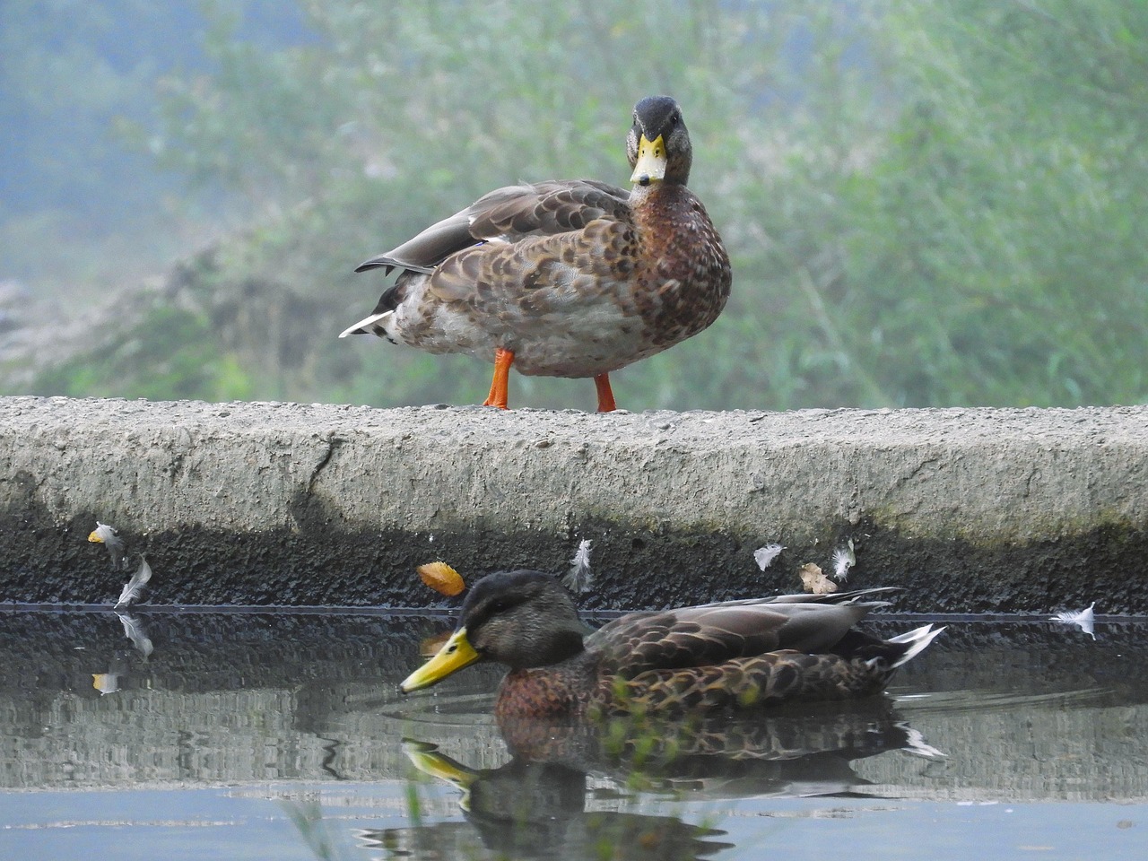 Ducks Birds Mallards - Free photo on Pixabay - Pixabay