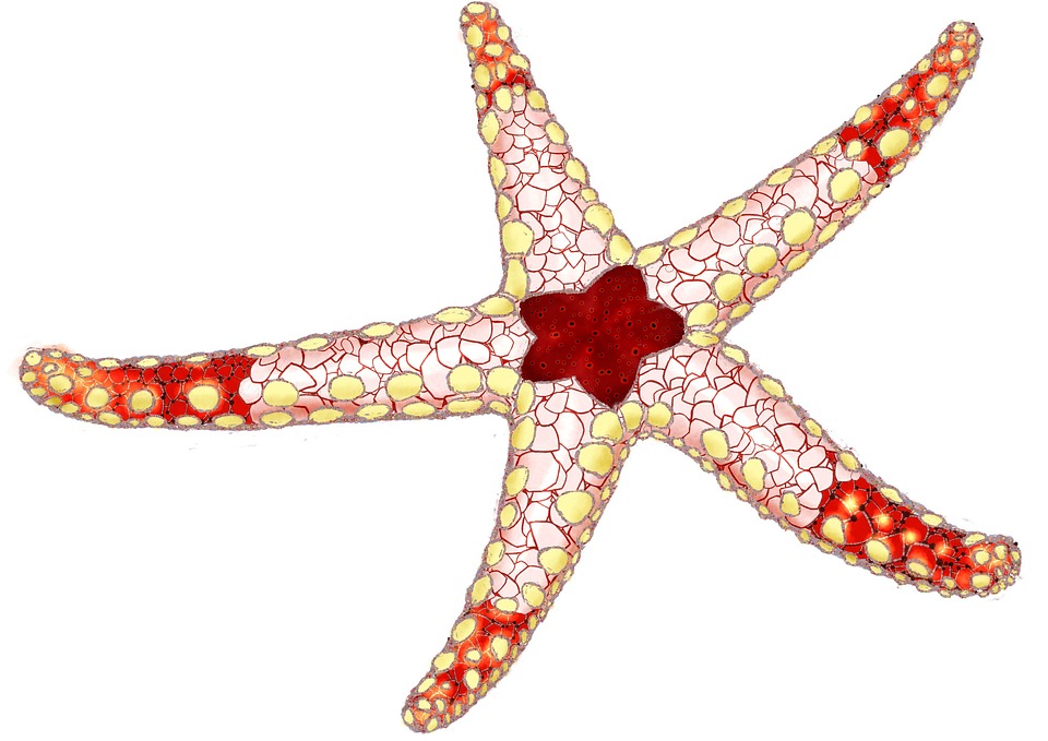 Starfish Red Ocean - Free photo on Pixabay - Pixabay