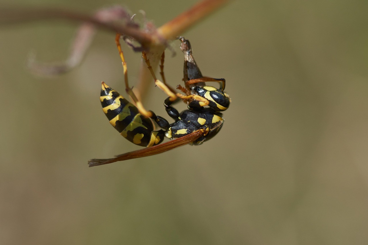 Avispa Insecto Con Alas Foto gratis en Pixabay Pixabay Avispa Insecto Con Alas Foto gratis en Pixabay Pixabay
