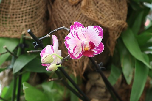 Naturaleza, Flor, Flora, Pétalos, Cerrar