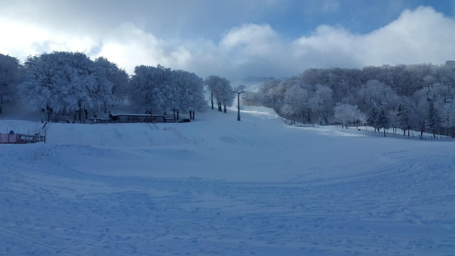 Free Snow Forest photo and picture