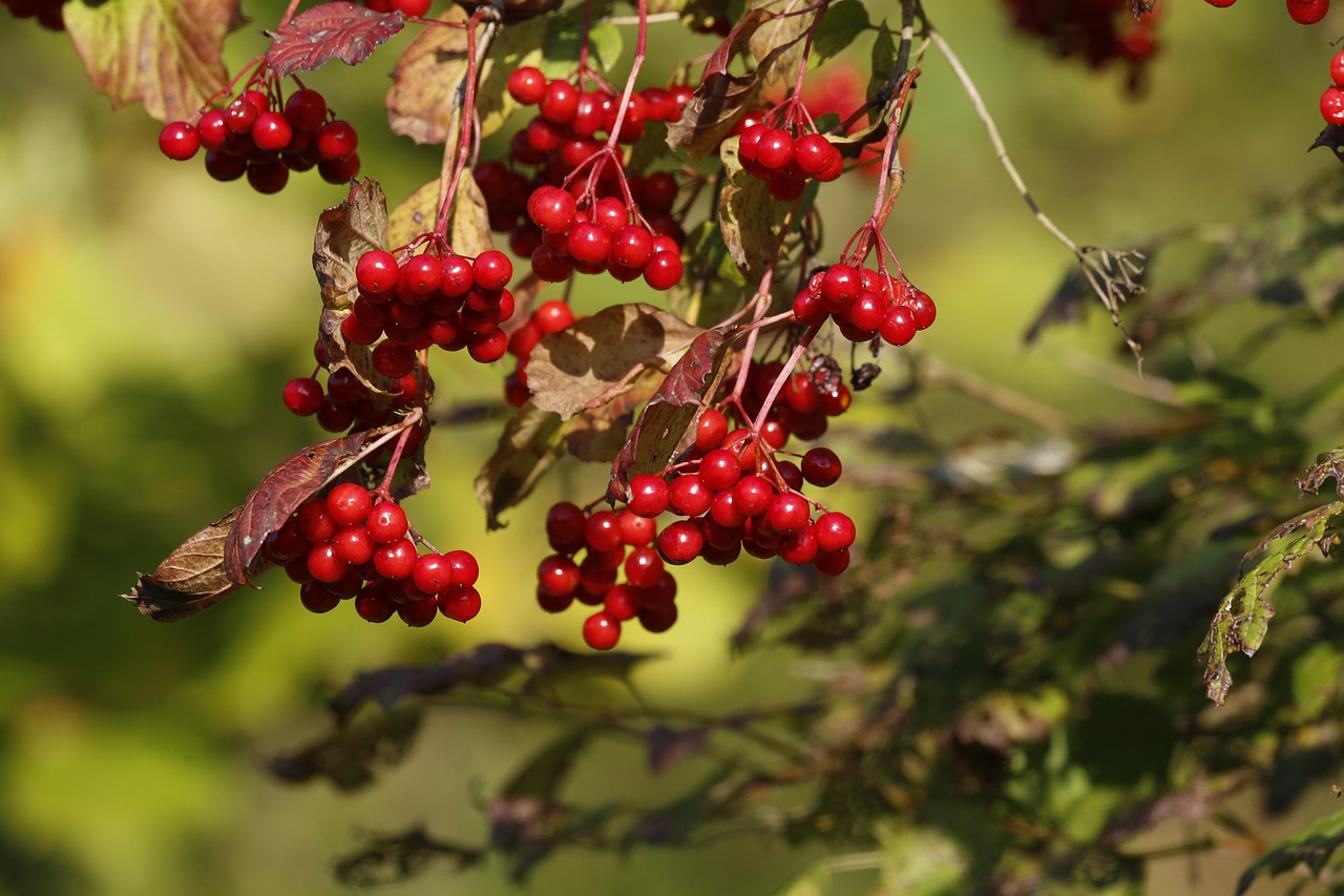 Fruit Rowan Organic - Free photo on Pixabay