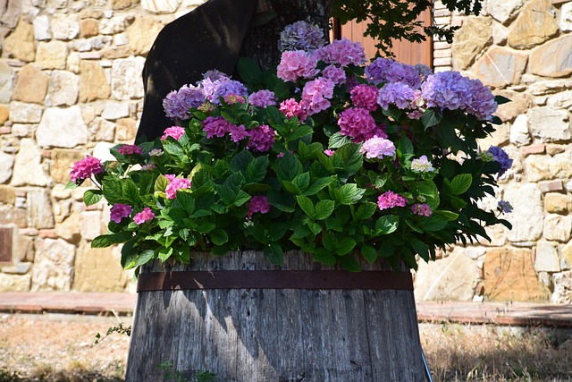 Free Italy Flowers photo and picture