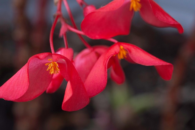 Begonias, Flores Rosadas, Naturaleza