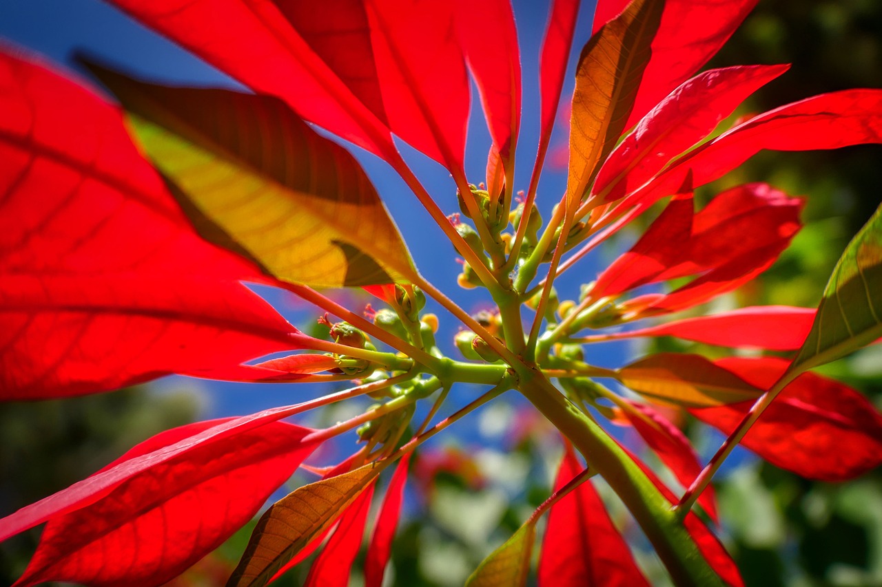 400,000+ Free Poinsettia Flower & Poinsettia Images - Pixabay
