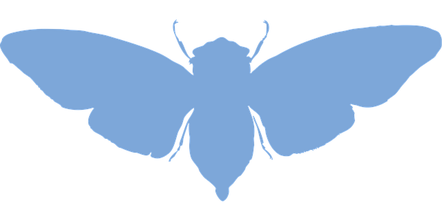 Cigarra, Insecto, Escarabajo, Insecto
